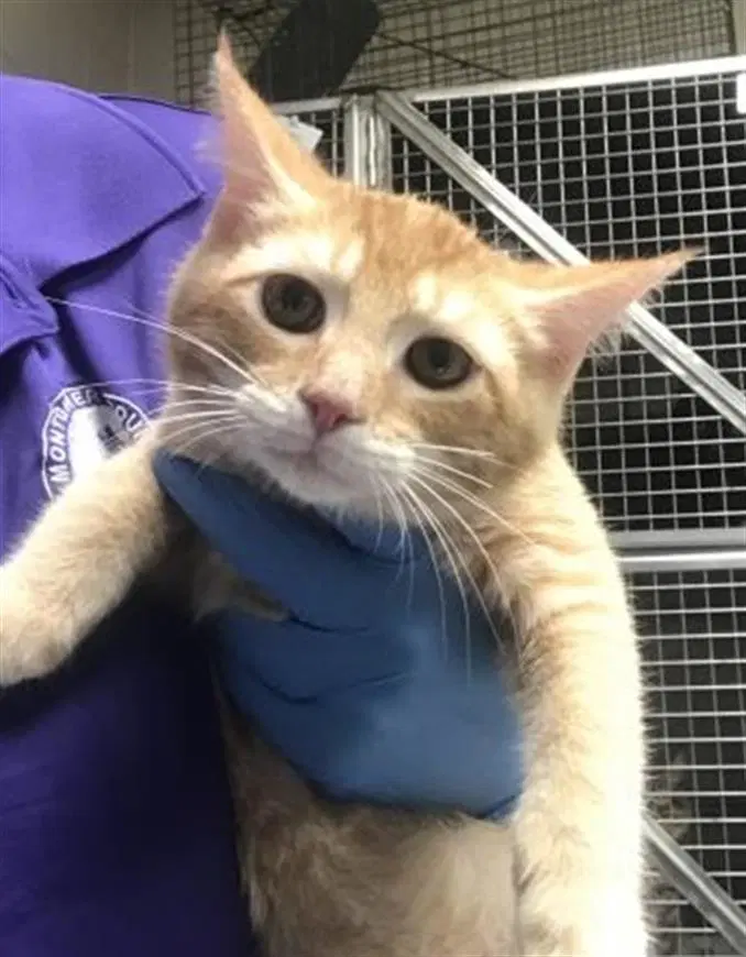 Unknown - Domestic Short Hair
