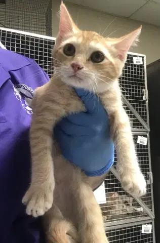 Unknown - Domestic Short Hair