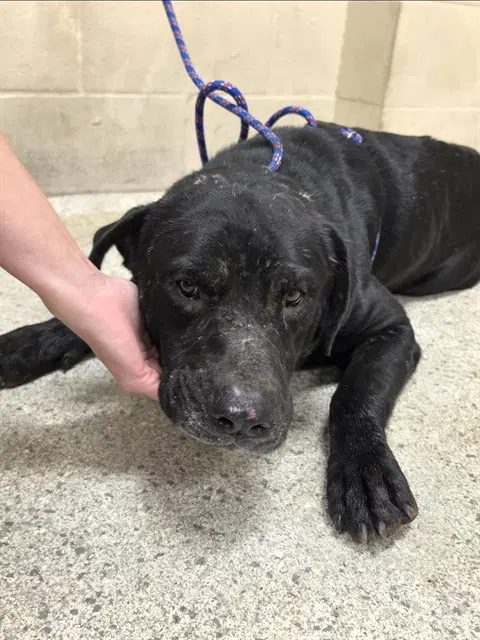 Unknown - Labrador Retriever