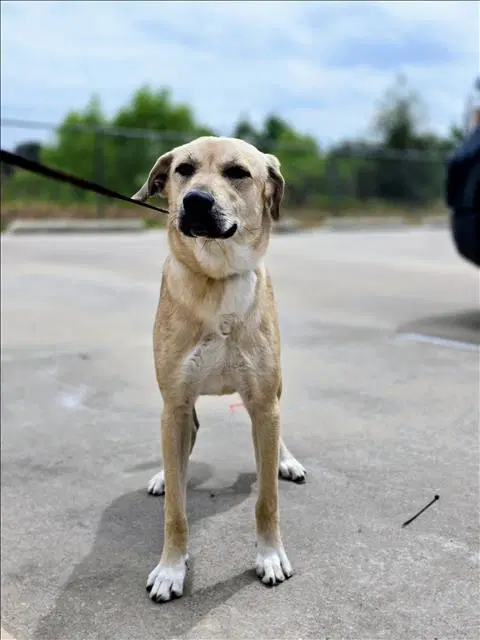 Unknown - Labrador Retriever
