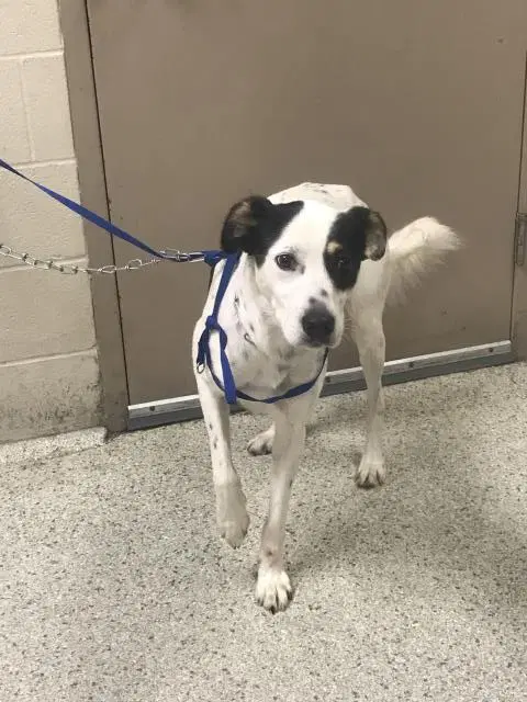 Unknown - Border Collie