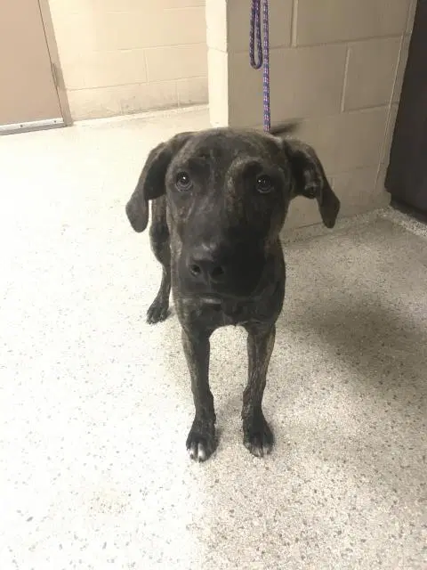 Unknown - Plott Hound