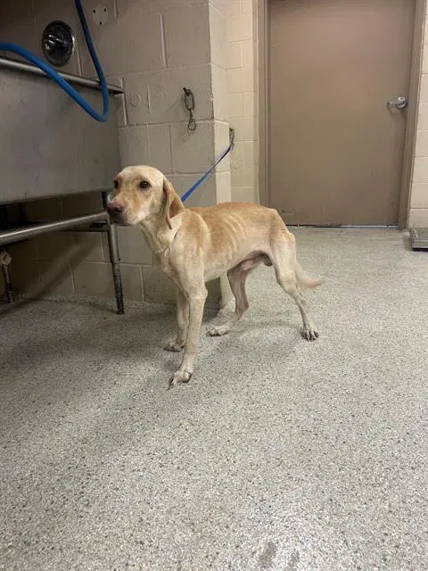 Unknown - Labrador Retriever