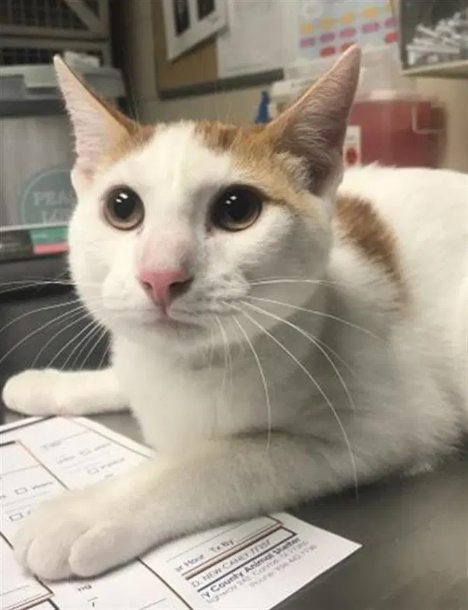 Unknown - Domestic Short Hair