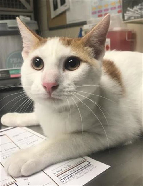 picture of the cat needing adoption