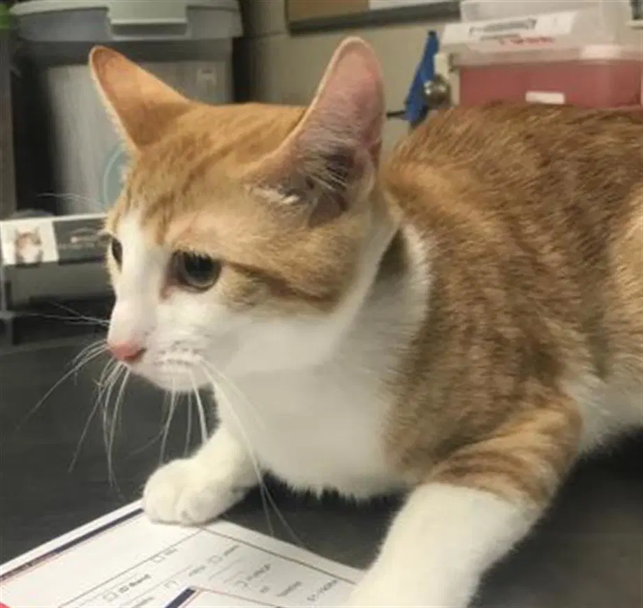Unknown - Domestic Short Hair