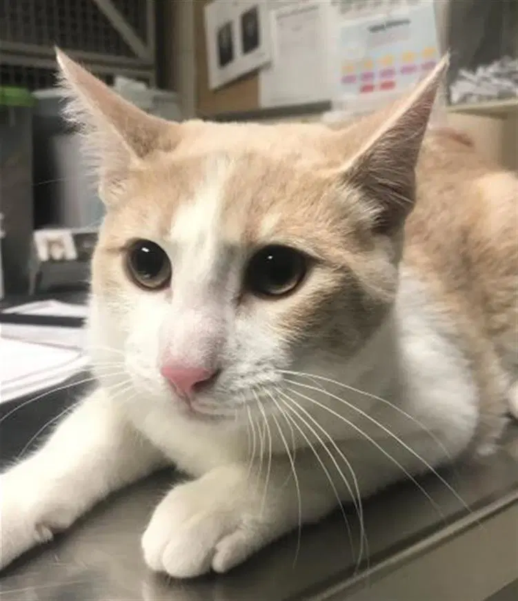 Unknown - Domestic Short Hair