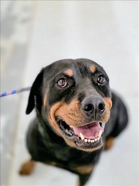 Unknown - Rottweiler