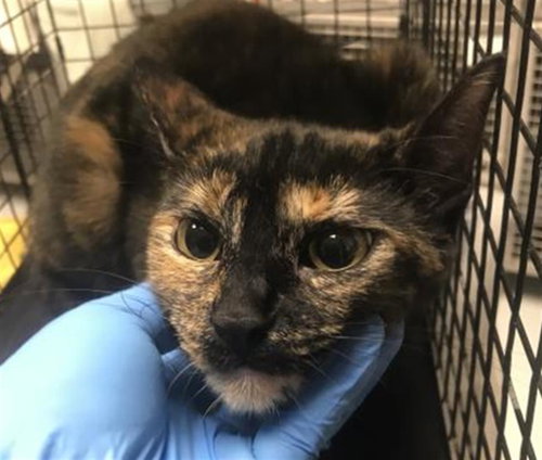 picture of the cat needing adoption