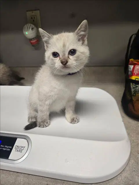 Rumi - Domestic Short Hair