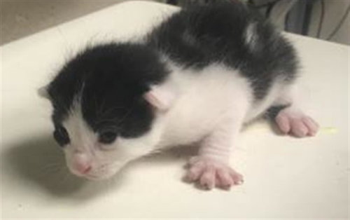 picture of the cat needing adoption