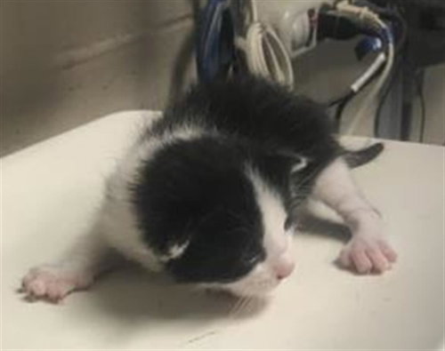 picture of the cat needing adoption