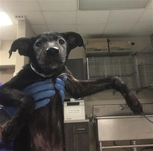 Jolene - American Pit Bull Terrier