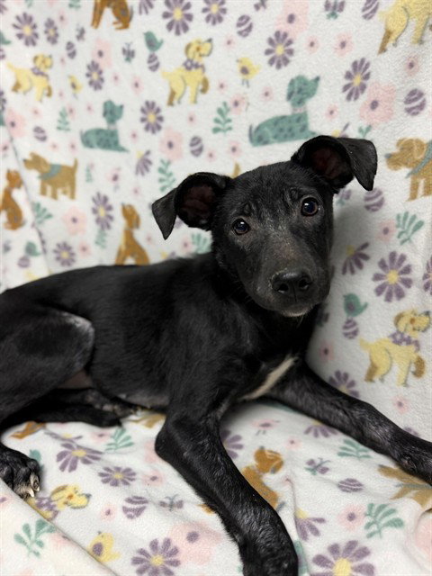 JOLENE, a dog for adoption from Montgomery County Animal Service Center