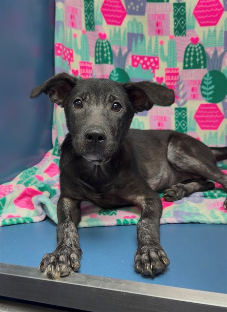 JULIETTE, a dog for adoption from Montgomery County Animal Service Center