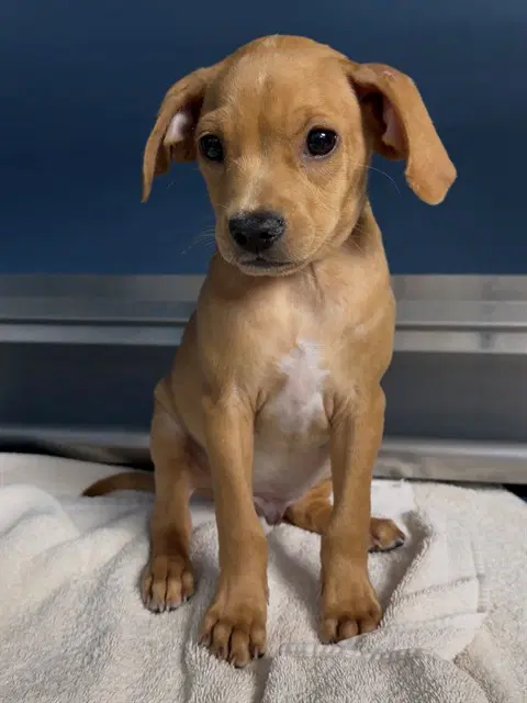 Stitch - Labrador Retriever