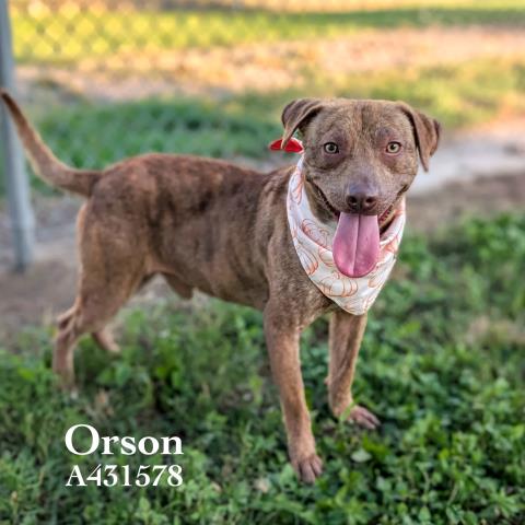 ORSON