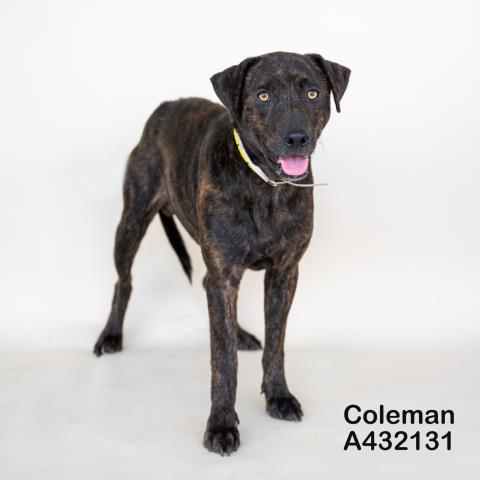 COLEMAN, a dog for adoption from Montgomery County Animal Service Center