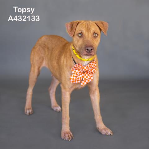 TOPSY, a dog for adoption from Montgomery County Animal Service Center