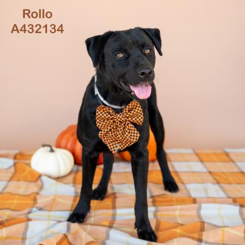 ROLLO