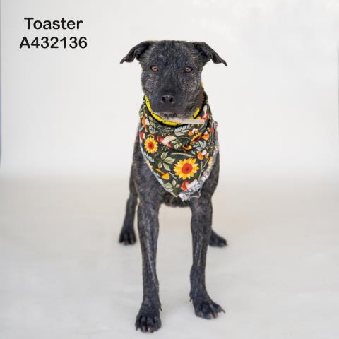 TOASTER, a dog for adoption from Montgomery County Animal Service Center