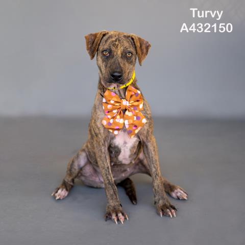 TURVY, a dog for adoption from Montgomery County Animal Service Center