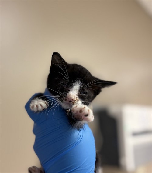 picture of the cat needing adoption