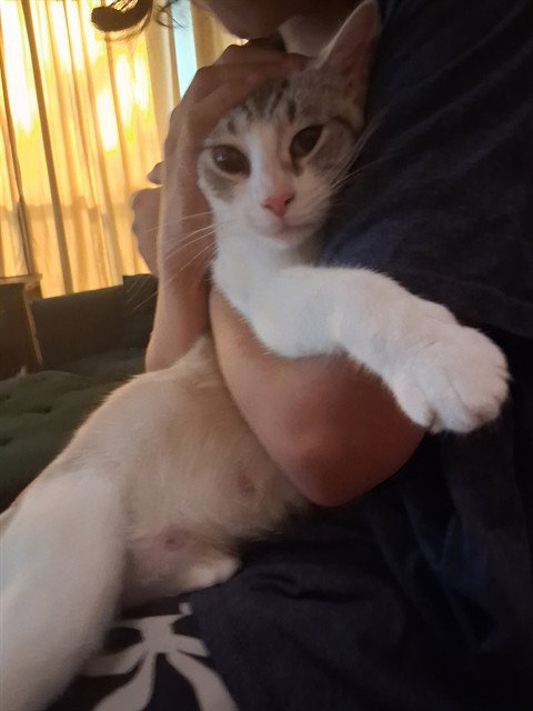 picture of the cat needing adoption