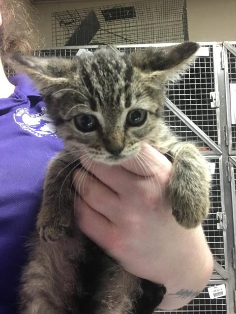 picture of the cat needing adoption