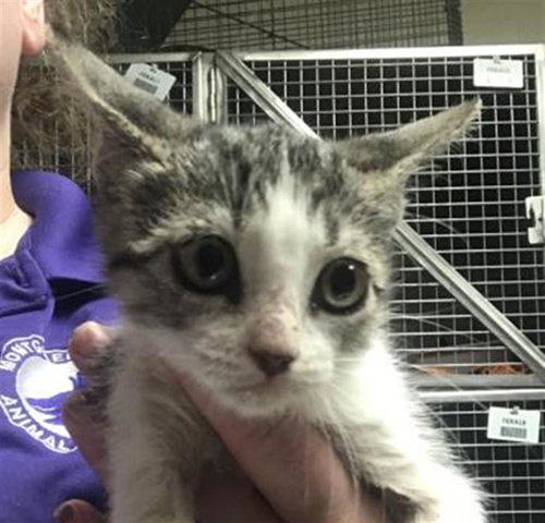 picture of the cat needing adoption
