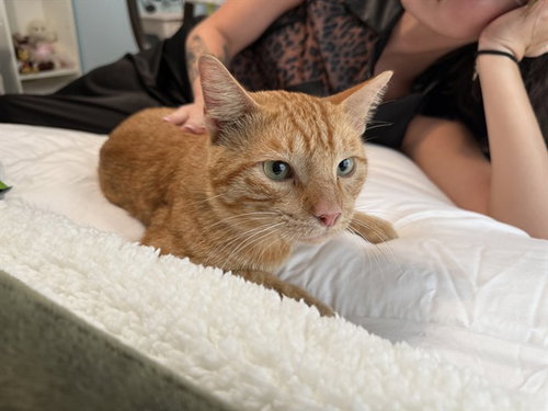 picture of the cat needing adoption