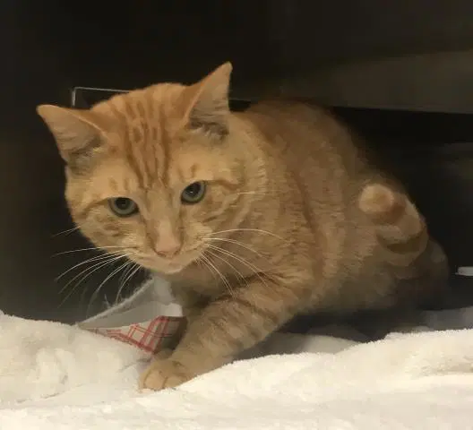 Unknown - Domestic Short Hair