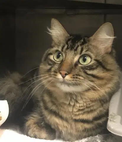 Unknown - Domestic Medium Hair