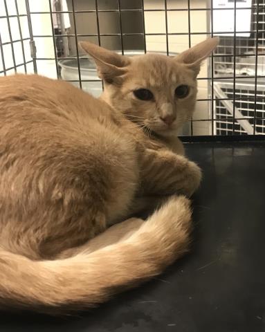 REGGIE, a cat for adoption from Montgomery County Animal Service Center