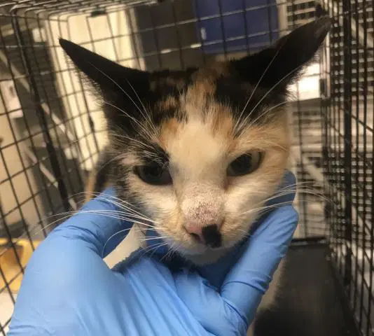 Unknown - Domestic Short Hair