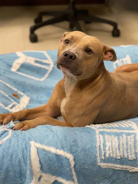 Derby - Pit Bull Terrier