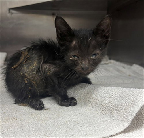 picture of the cat needing adoption