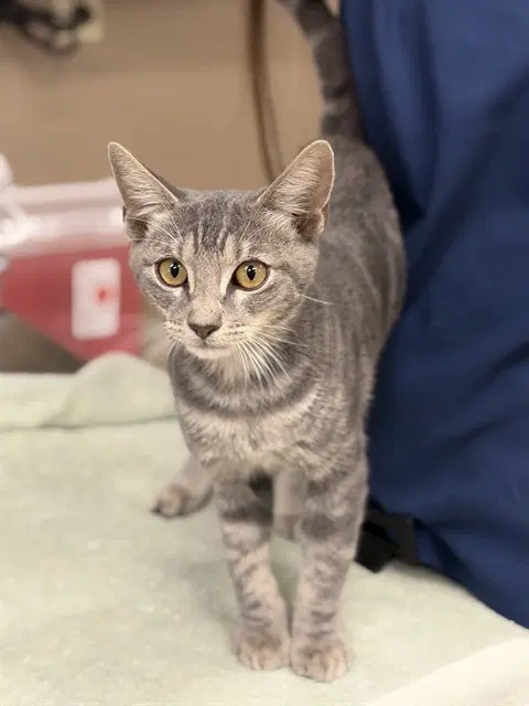 Wilbert - Domestic Short Hair