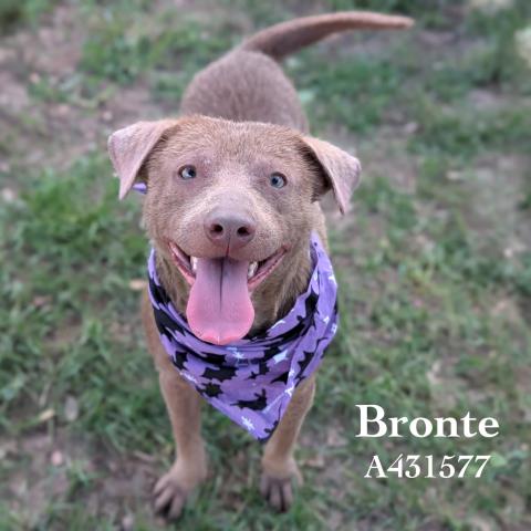BRONTE