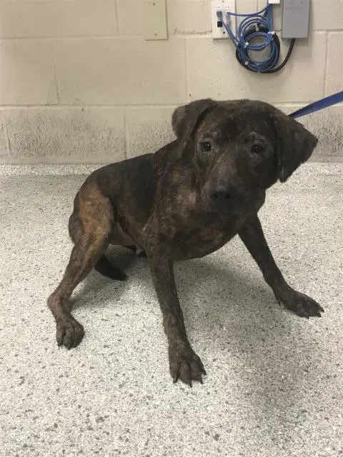 Cinder - Pit Bull Terrier