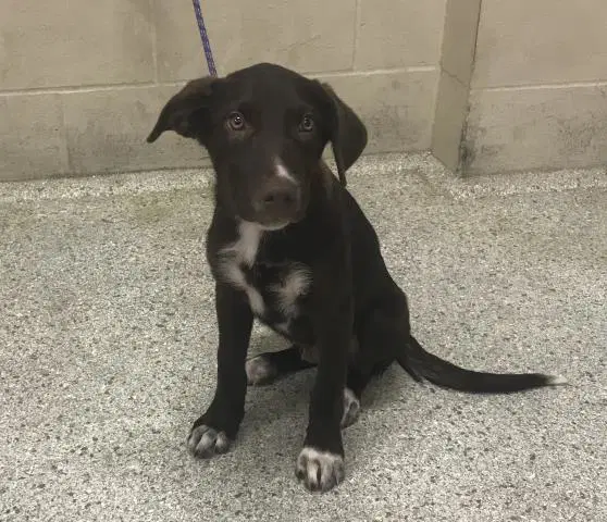 Unknown - Labrador Retriever