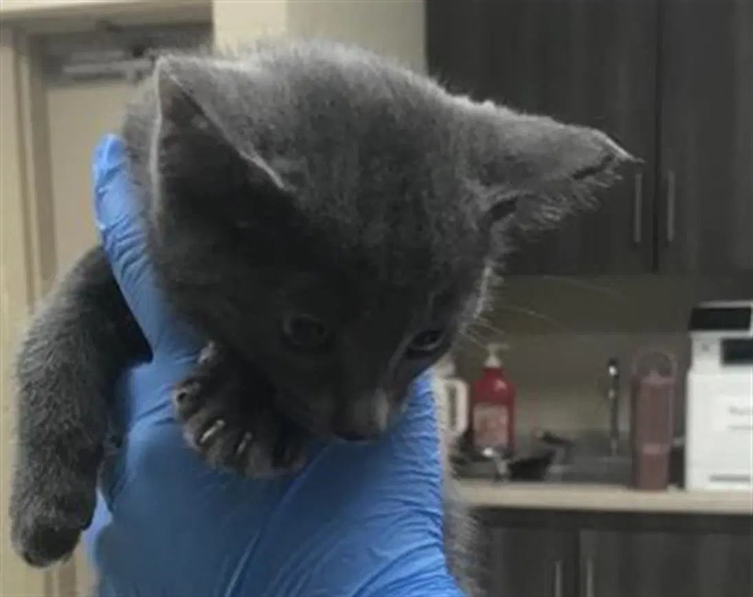 Unknown - Domestic Short Hair