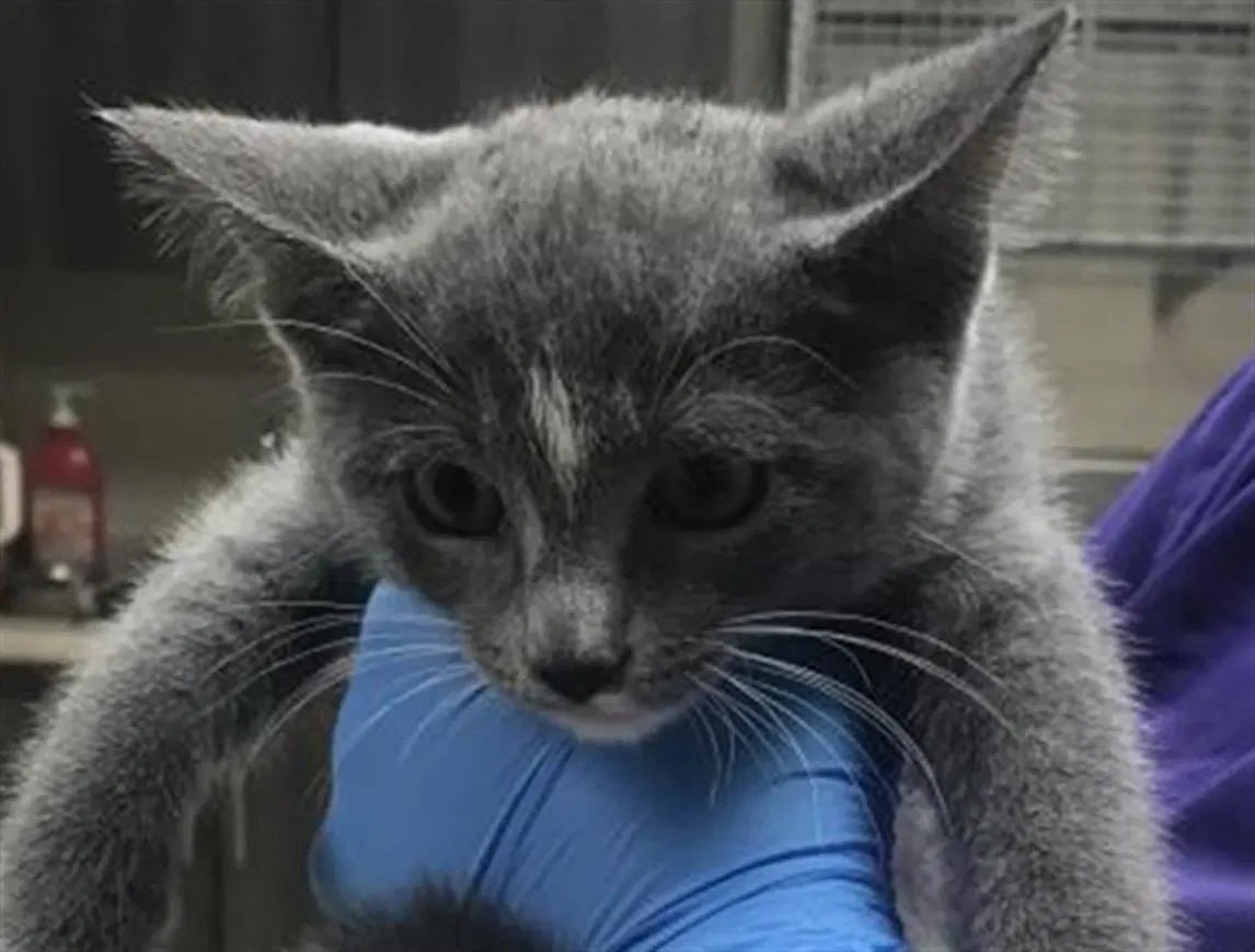 Unknown - Domestic Short Hair