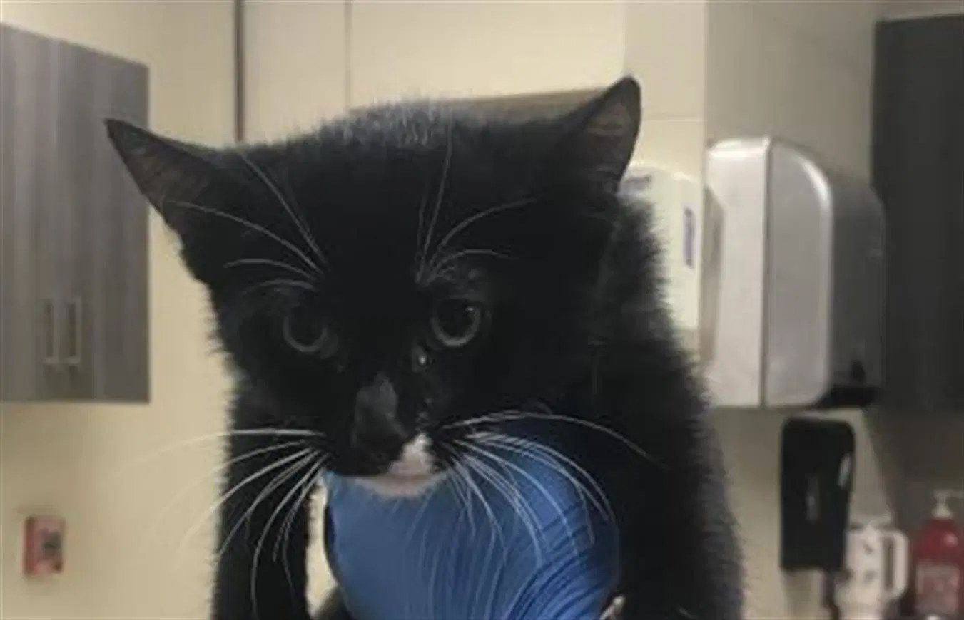 Unknown - Domestic Short Hair