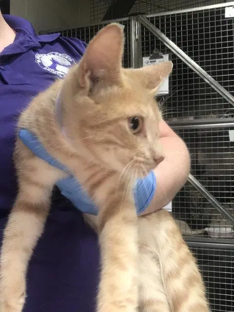 Unknown - Domestic Short Hair