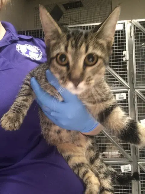 Unknown - Domestic Short Hair