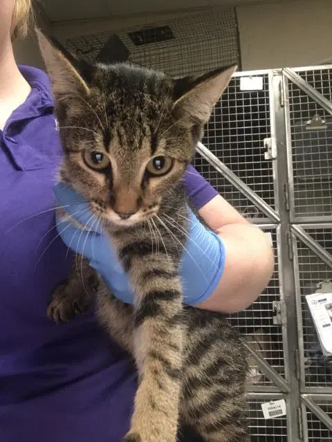Unknown - Domestic Short Hair