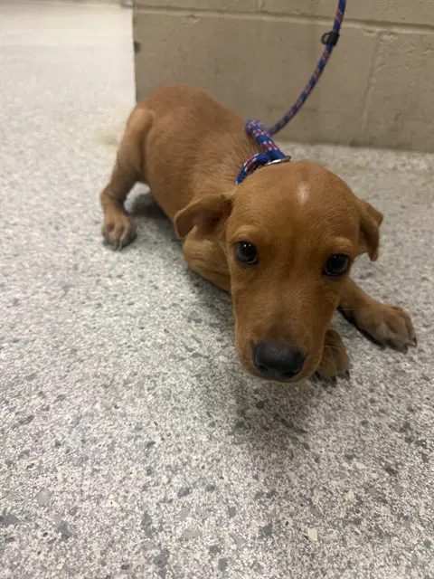 Unknown - Labrador Retriever