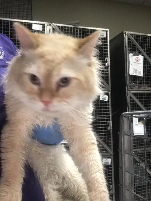 Unknown - Domestic Long Hair