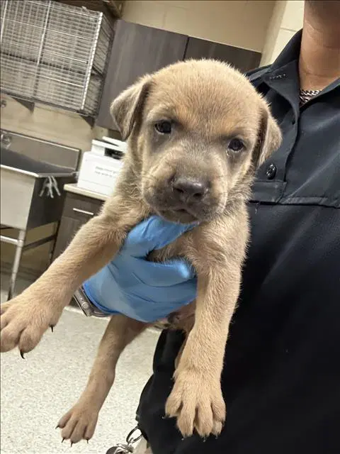 Nutmeg - Pit Bull Terrier